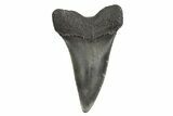 Fossil Broad-Toothed Mako Tooth - South Carolina #340989-1